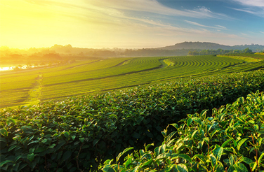 2nd International Conference on Agricultural Science and Food Engineering (ACFE 2023)